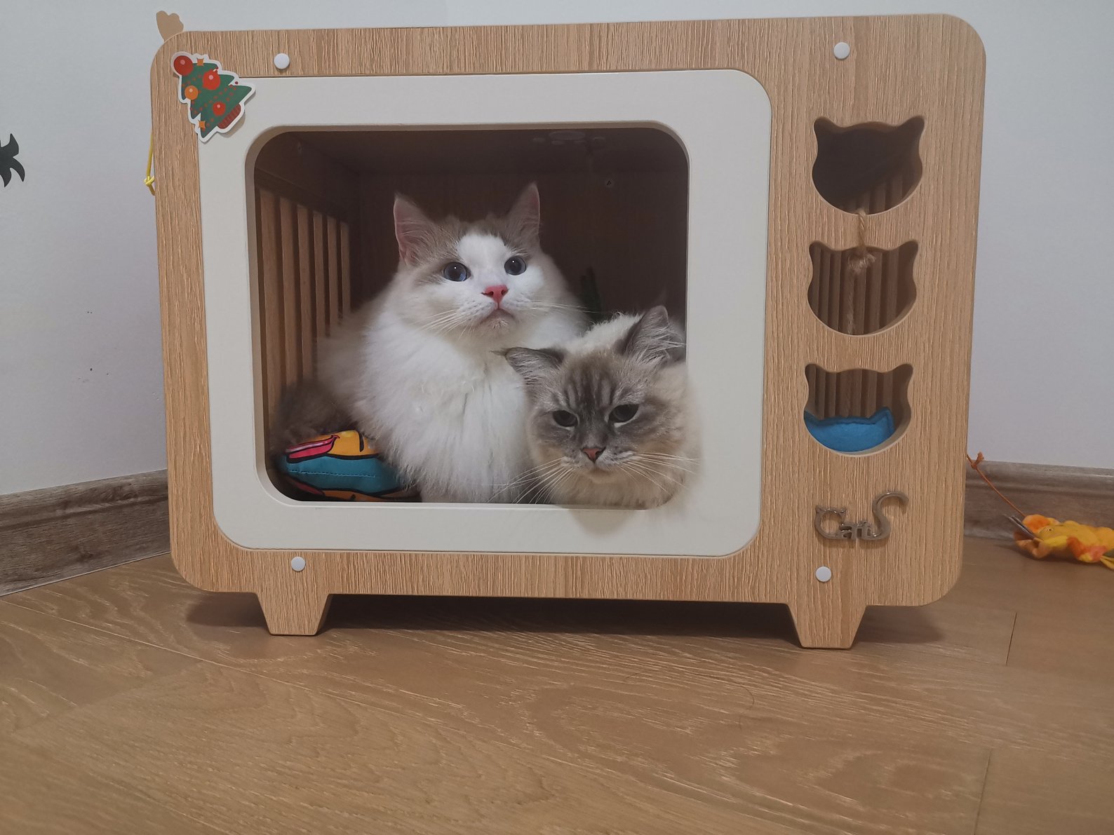 Two Cats in A TV Box